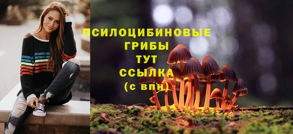 стаф Аркадак